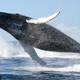 Image for article titled Popular whale songs reveal the first ever non-human cultural exchange